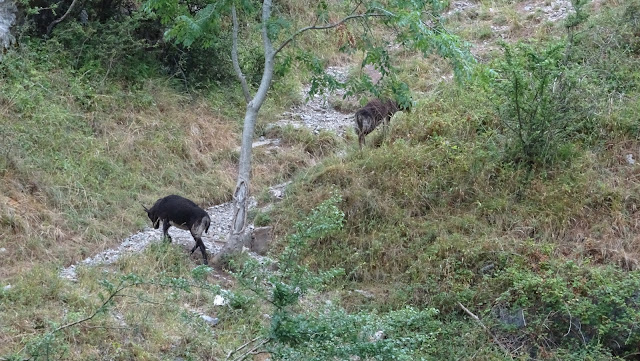 Wild goats in Cheddar gorge on my lands end to john o'groats hike