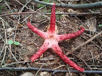 Clathrus archeri