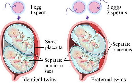 Chance to Have Twins