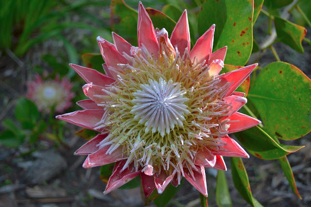 Pink and white Protea cynaroides inflorescence
