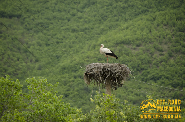 Stork