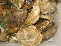 Oysters