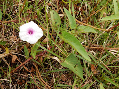 甕菜的花