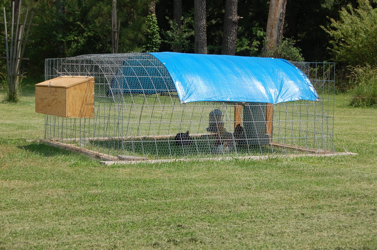 Chicken Tractor Plans For 12 Chickens The entire chicken tractor