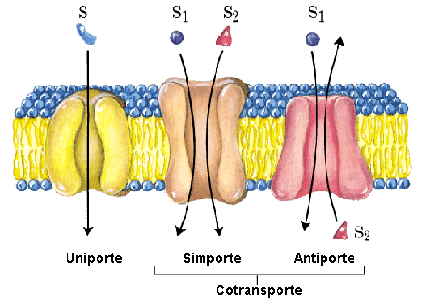 Tipos de transportadores