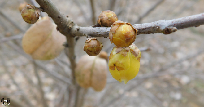 ロウバイ (蝋梅/蠟梅/臘梅/カラウメ唐梅) Chimonanthus praecox