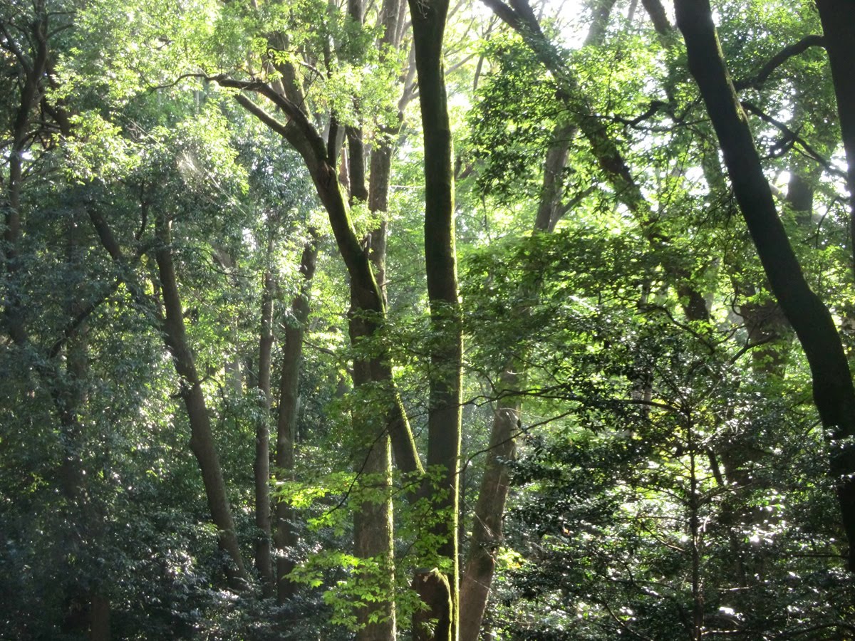 小田急沿線の人 天気のいい日に原宿行くなら 都会とは思えない深い森