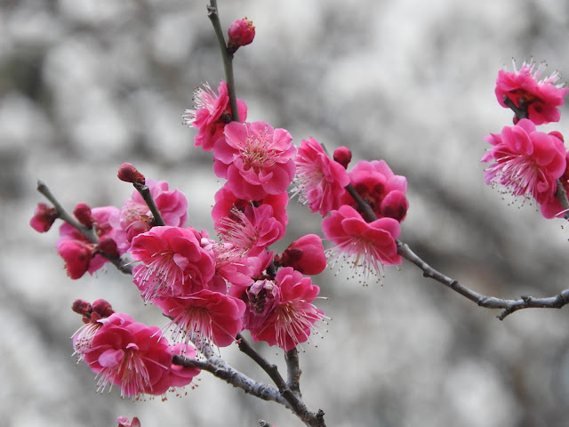 花の写真