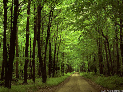 Fondos de Pantalla de Bosque