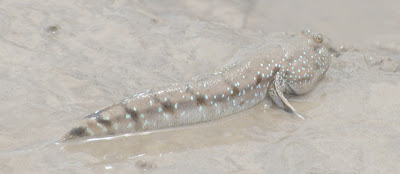 Blue-spotted Mudskipper (Boleophthalmus boddarti)