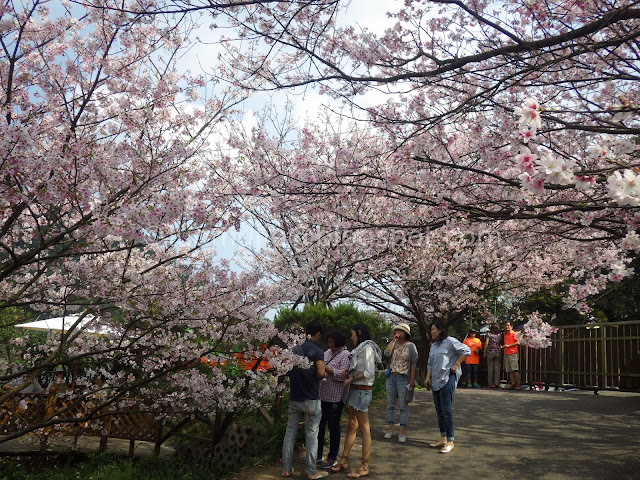 Taipei cherry blossoms Orange Cafe