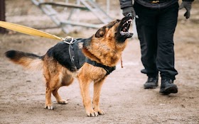 Animal Bite Injury Lawyer in Waco, Texas: Protecting Your Rights and Seeking Compensation
