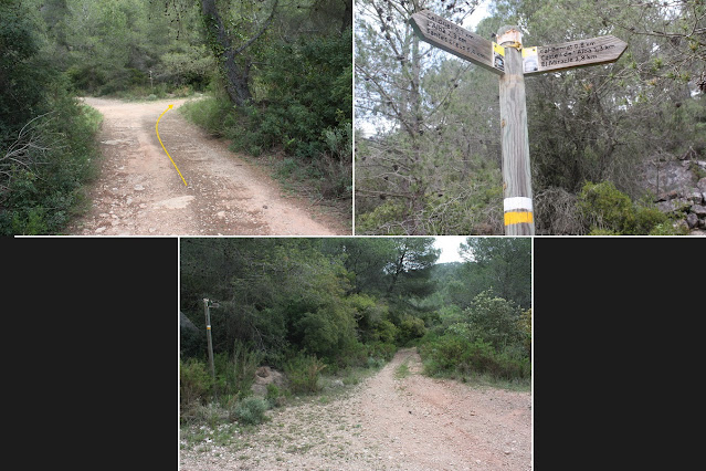 ARBRES SINGULARS A L'ALBÀ-AIGUAMÚRCIA-ALT CAMP, Camí del Pla de Manlleu a Aiguamúrcia en direcció a Cal Bernat i Castell de l'Albà