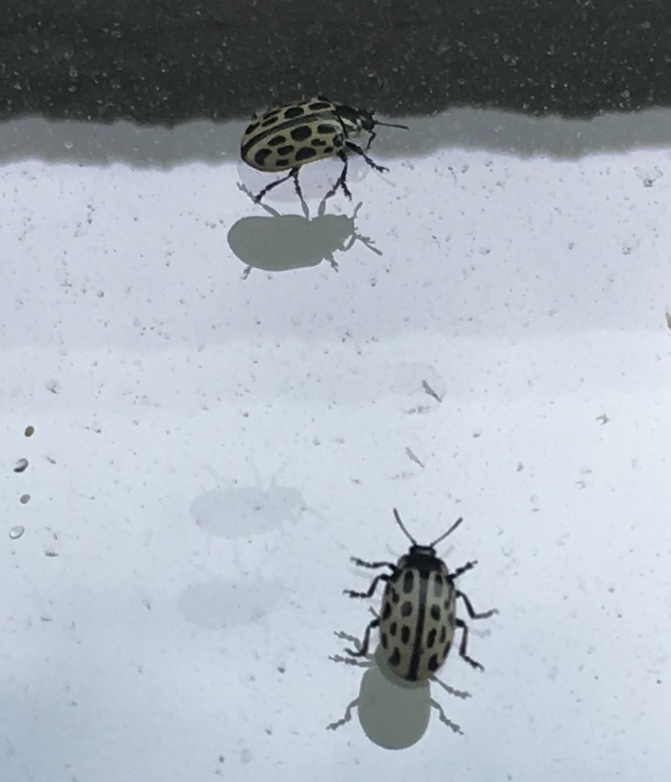 白黒テントウムシ 大量発生 それでフランス語でテントウムシをググってみたら しろみみよしか 白耳義香 のベルギーのかをり