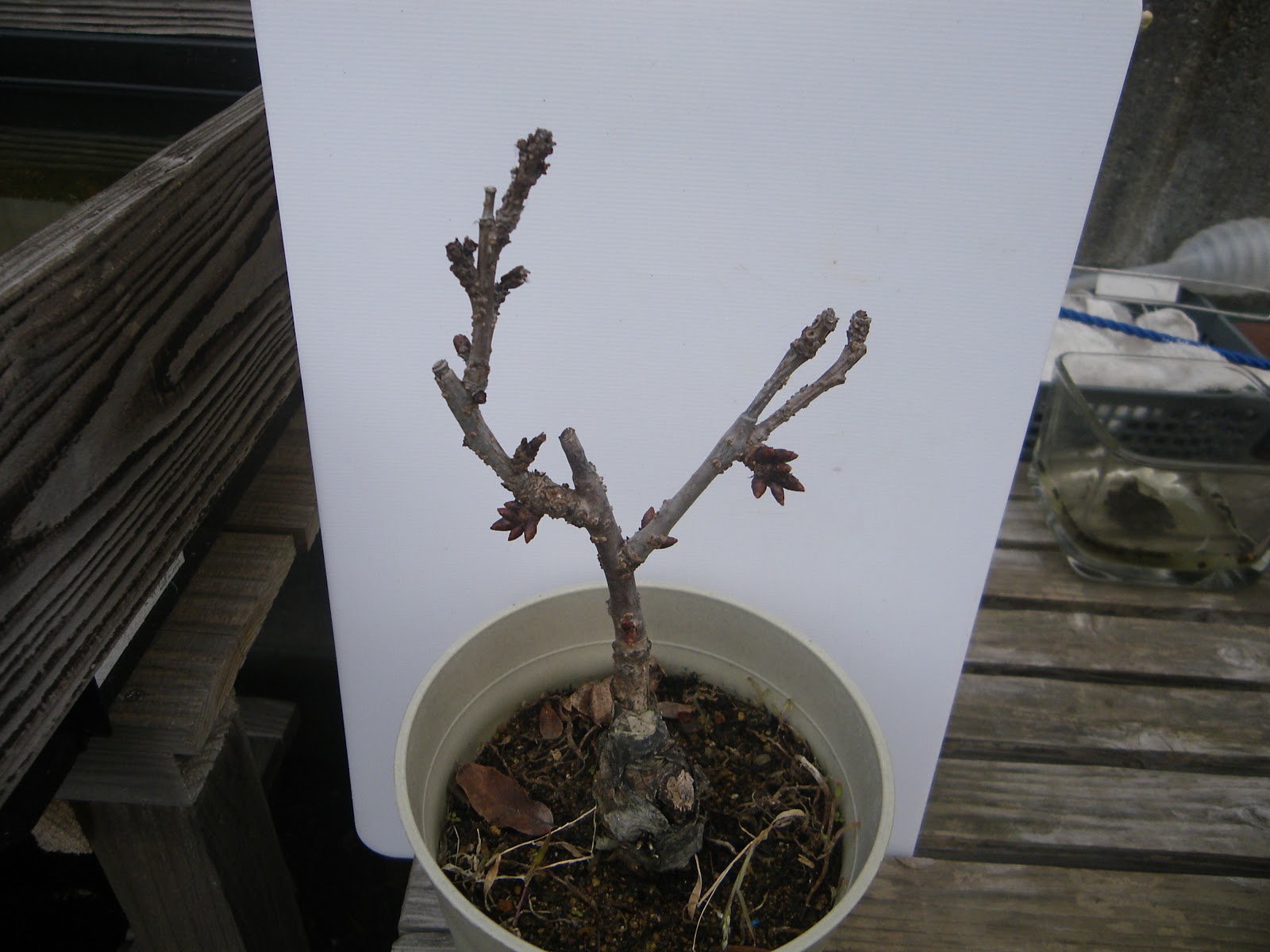 桜の小さな鉢植え 旭山桜のミニ盆栽の植え替えから満開まで メダカの大工