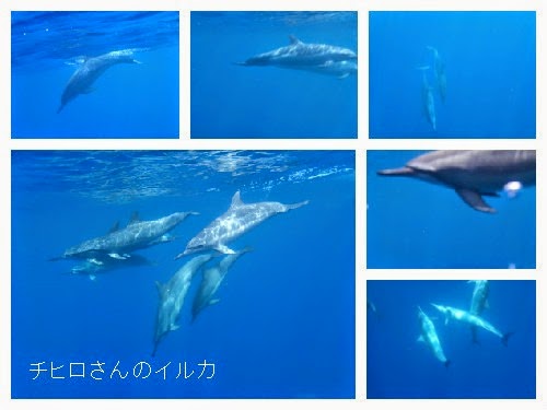 ハワイ島でイルカとドルフィンスイム