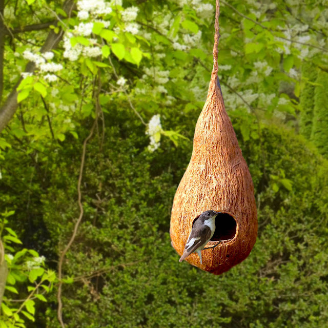 Photos Of Bird Nests