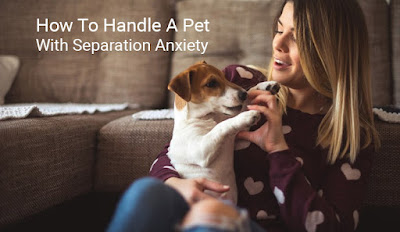 How To Handle A Pet With Separation Anxiety