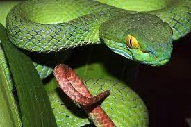 Rắn lục đuôi đỏ: Loài rắn độc nguy hiểm ở Việt Nam