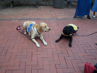 Picture of Brax & Rei in a down-stay, Rei is a black dog and Brax is a yellow Goldadore