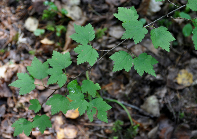 Смородина Максимовича (Ribes maximoviczianum)