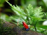 Strawberry poison dart frog