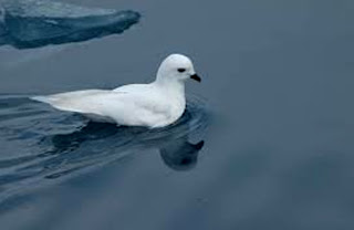 Petrel Salju, "Merpati" dari Kutub Selatan