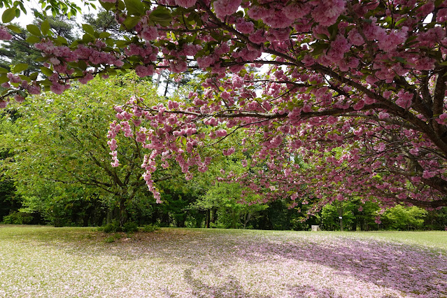 鳥取県西伯郡南部町鶴田 とっとり花回廊 桜の広場 ヤエザクラ（八重桜）