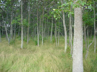 Ash coppice