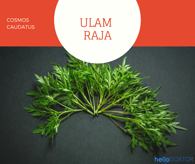 Ulam Raja