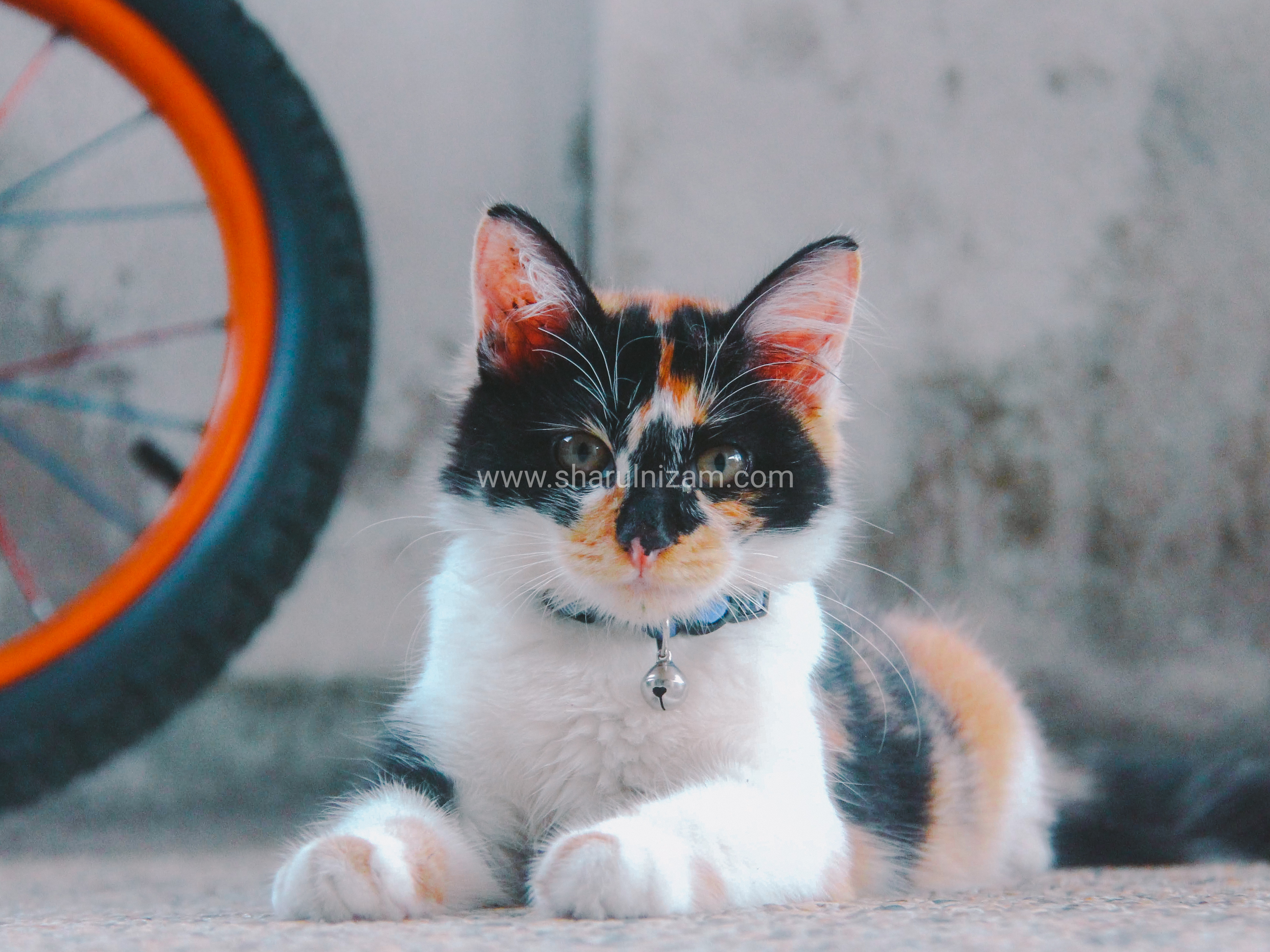 Koleksi Gambar Kucing Comel