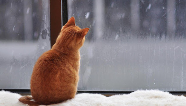 free,wallpapers,winter,snow,cat,