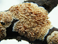 Xylodon radula