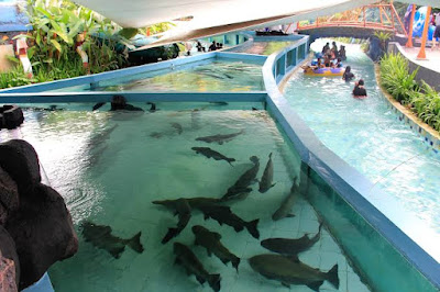 Giant Aquarium The Jungle Water Adventure Bogor