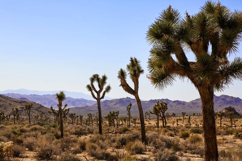 jumping in joshua tree-1