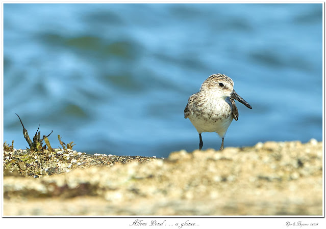 Allens Pond: ... a glance...