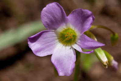 Кислица десятилисточковая (Oxalis decaphylla)