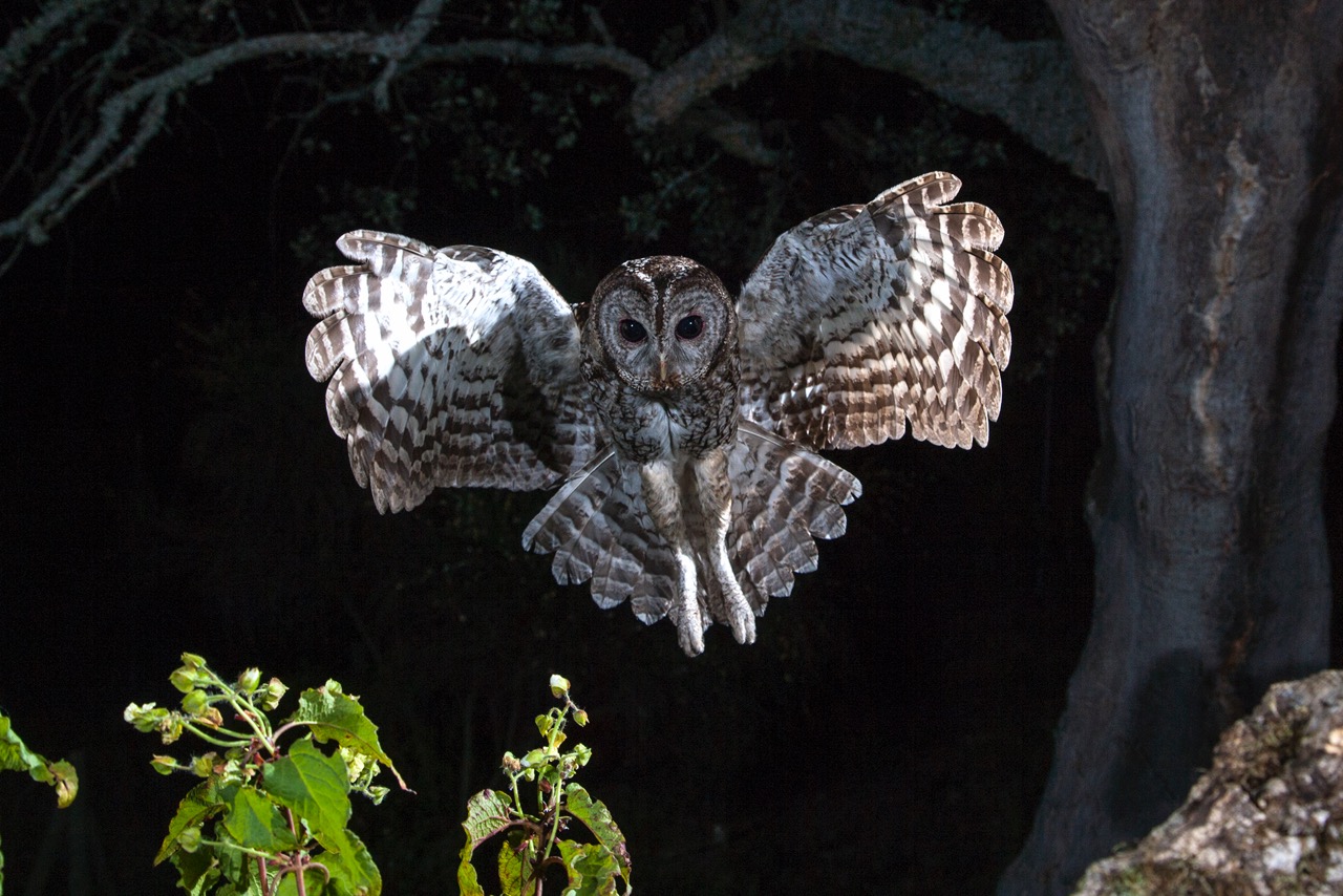 HIDE CÁRABO, Strix aluco, Tawny owl.