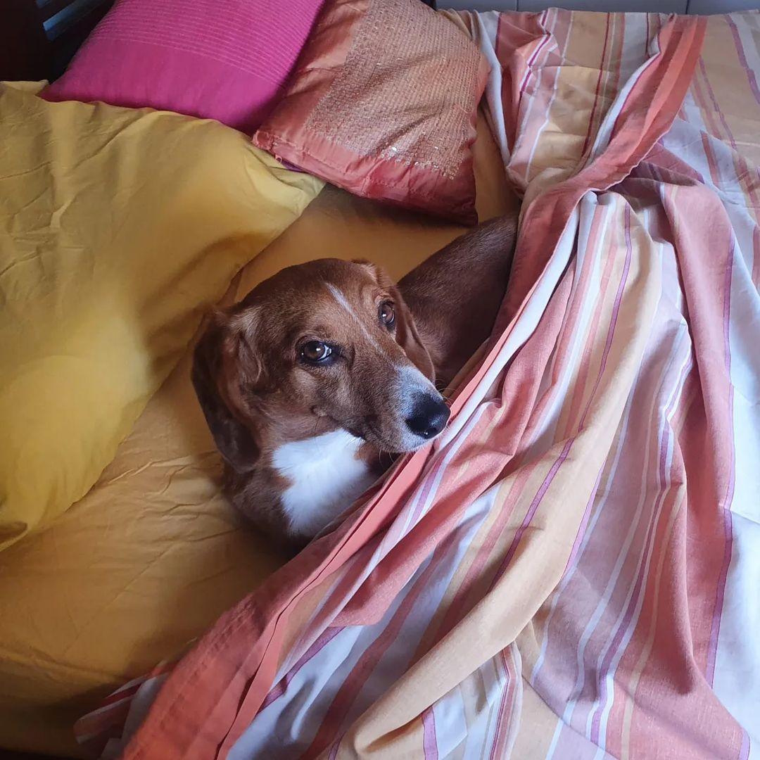 Dog Caught sleeping on its owner's bed