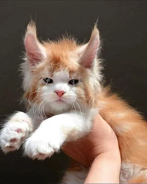 Maine Coon kitten with devil horn ears