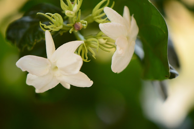 Jasminum sambac, Arabian jasmine