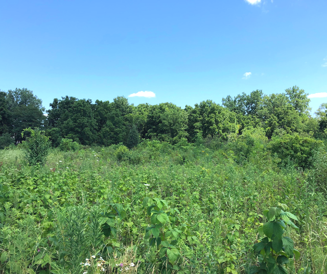 Trees emerging in the distance at Songbird Slough Forest Preserve in Itasca, Illinois