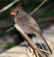 Cardinals Birds Nesting
