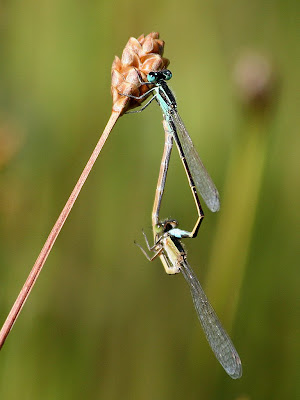 Rambur's forktails