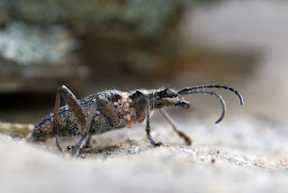 Para ampliar Rhagium inquisitor (Taladro del pino) hacer clic