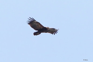 Steppe Eagle - winter visitor