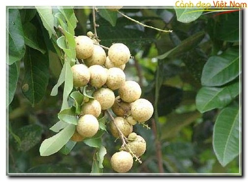 27733-vinhlongnhan
