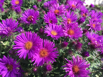 Aster novae-angliae 'Purple Dome'