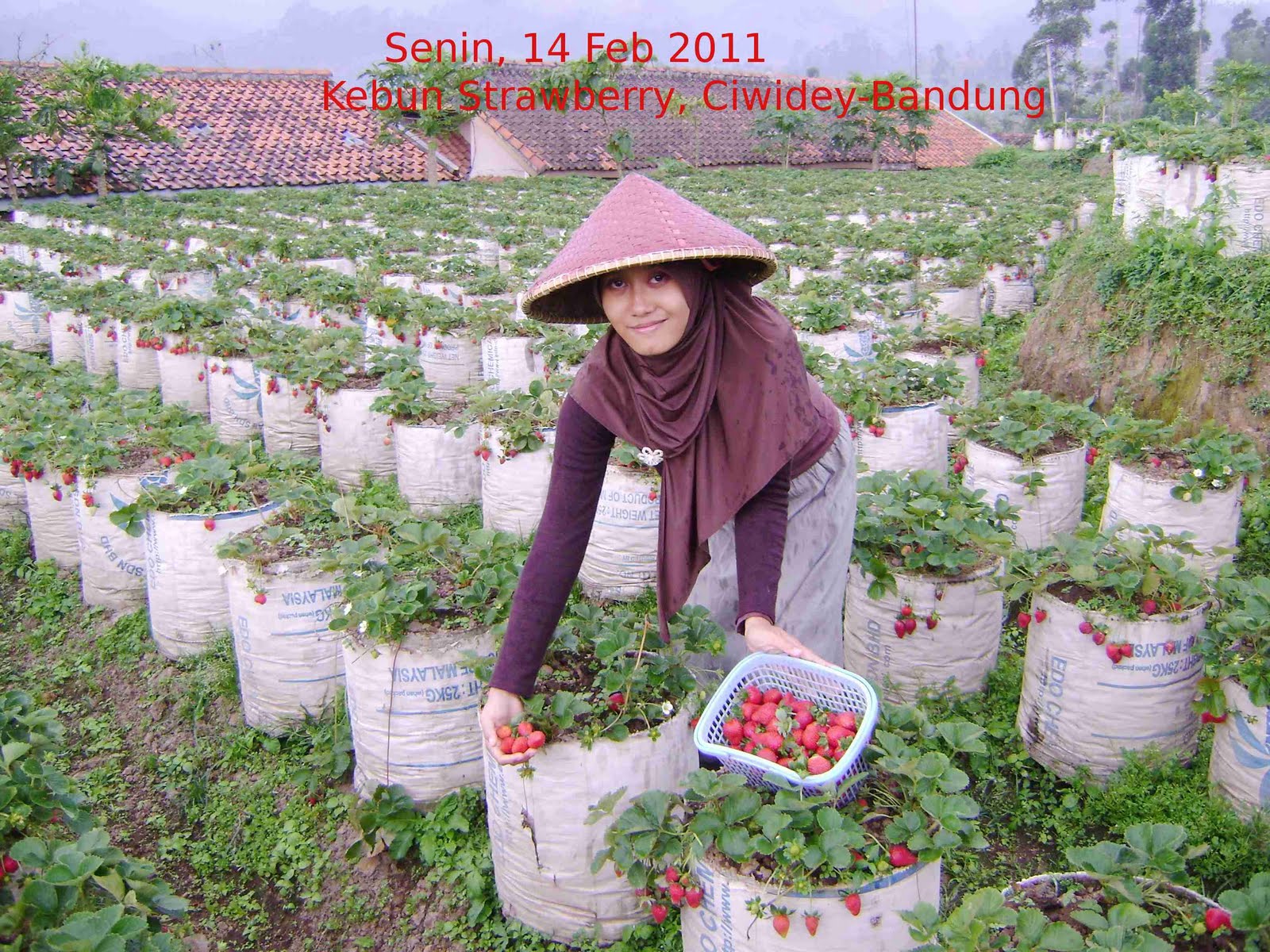 Download this Putih Situ Patengan Kebun Teh Strawberry Ciwidey Bandung picture