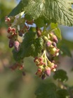 Kruisbes